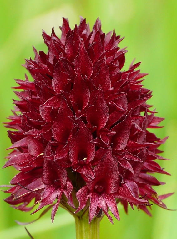 Nigritella, Dactylorhiza perverseemaltempo! Dolomiti luglio 2014.